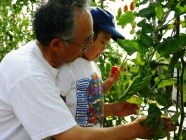 Melon, Corn, Tomato Picking and Tasting