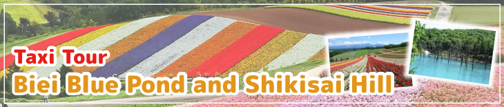 Biei Blue Pond and Shikisai hill Half day trip Taxi tour