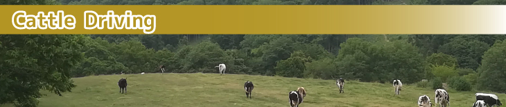 Cattle Driving