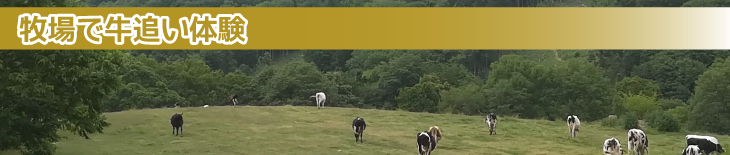 牧場で牛追い体験
